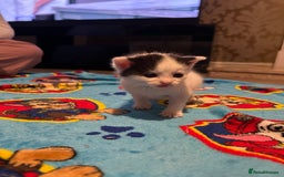 Mixed Breed cats for sale: 11 beautiful kittens  - Image 18