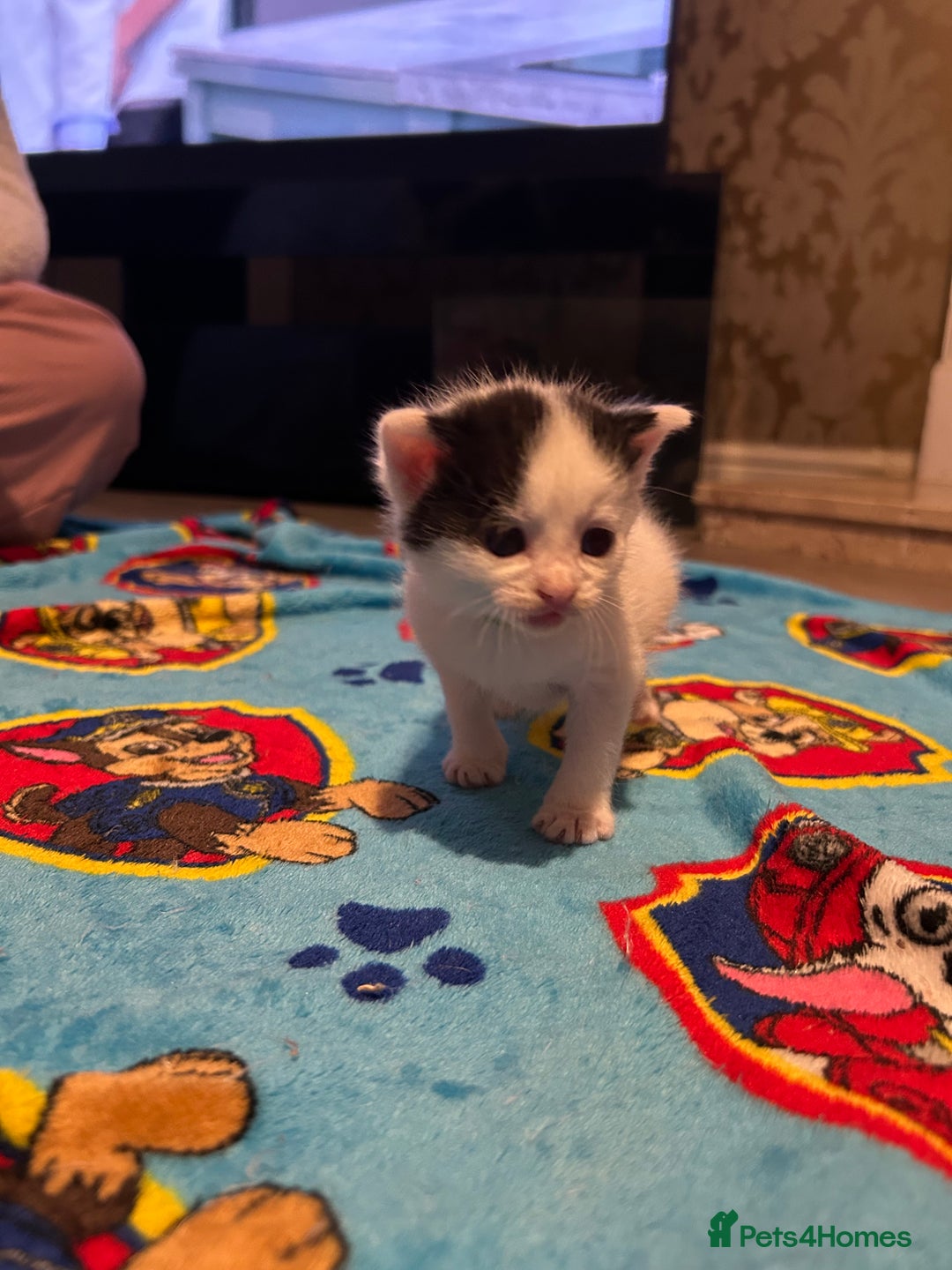 Mixed Breed cats for sale: 11 beautiful kittens  - Image 18
