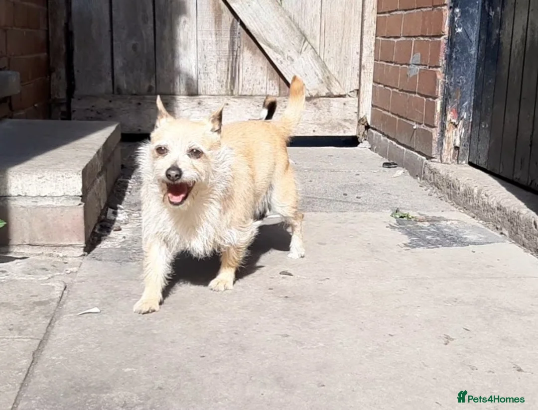 Jack Chi dogs for sale: Jack chi female Honey - Advert 2