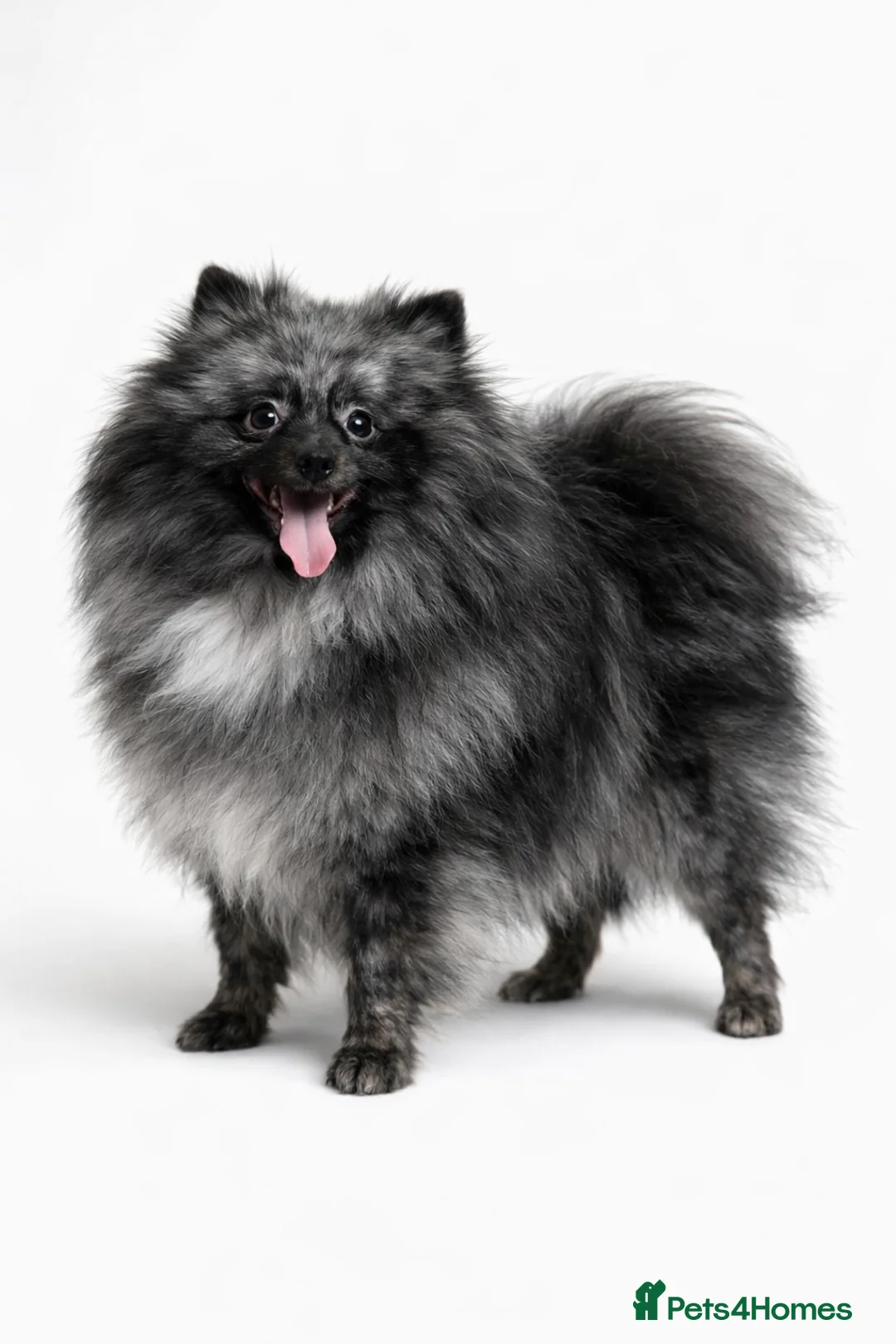 Pomeranian dogs for stud: Samson BLUE MERLE MALE FOR STUD in London - Advert 3