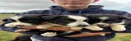 Border Collie dogs for sale: Fantastic Rough Coated Border Collies - Advert 9