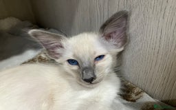 Balinese cats for sale: Lovely Bali Kittens  - Image 1