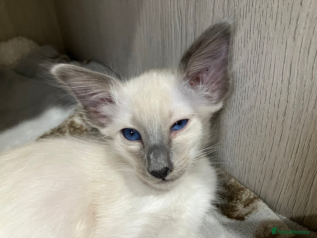 Balinese cats for sale: Lovely Bali Kittens  - Image 1