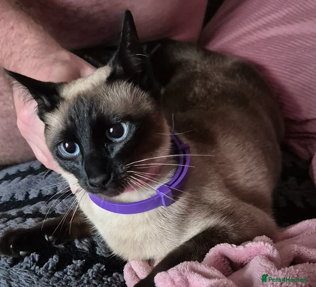 Siamese cats for sale: Stunning traditional siamese female - Advert 1