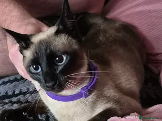 Siamese cats Stunning traditional siamese female - Advert 2