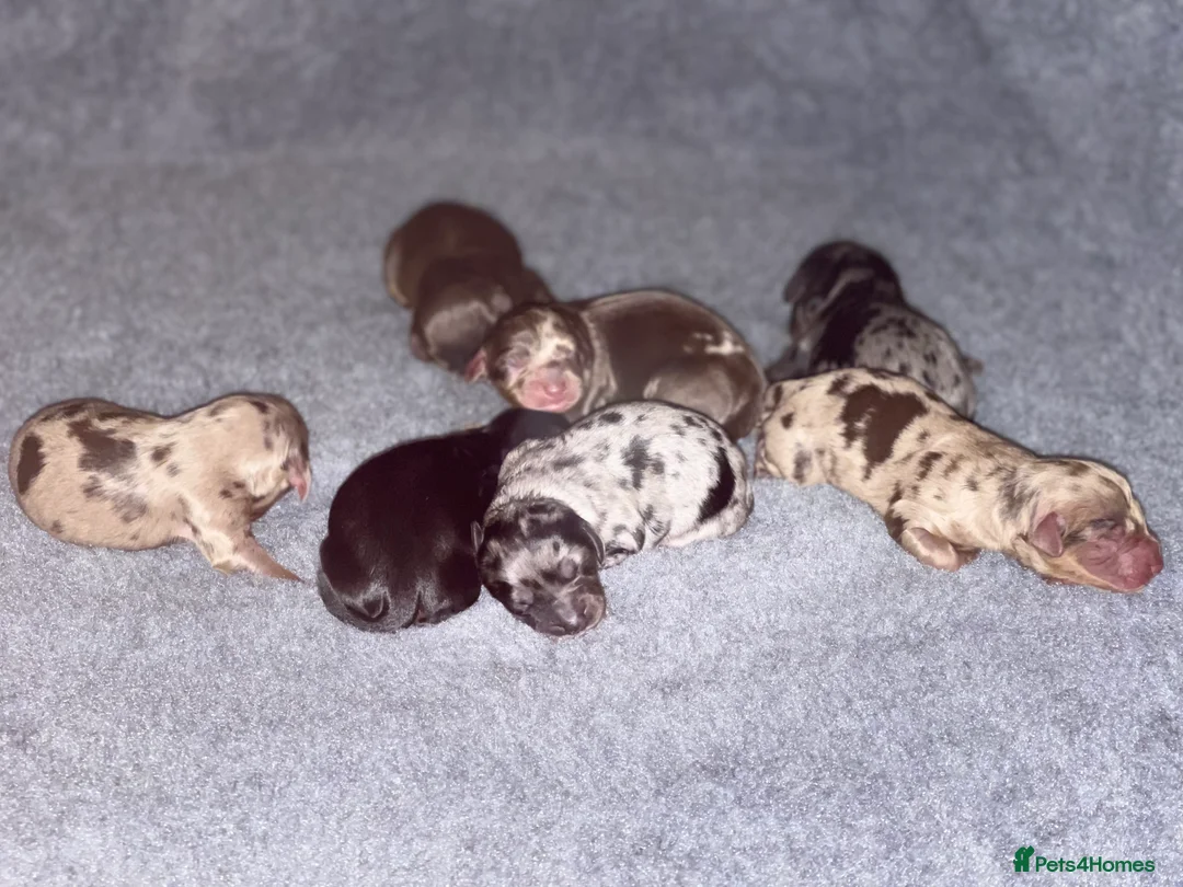 Dachshund dogs for stud: Dachshund (Miniature) Stud in Basildon - Advert 2