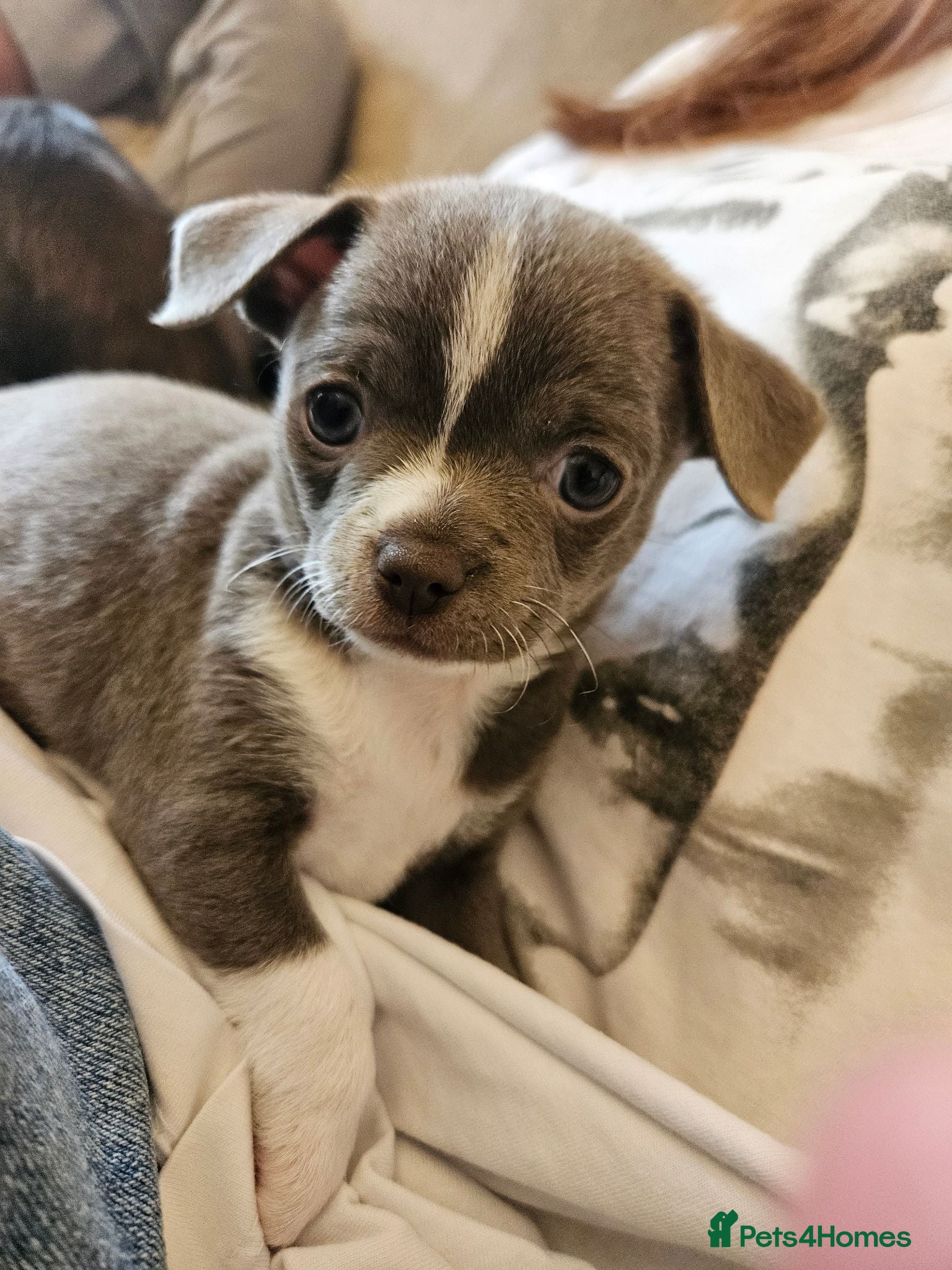 Chihuahua dogs Only 1 left ## Smoothcoat Chihuahua puppy for sale - Advert 2
