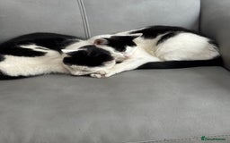 Mixed Breed cats for sale: 2 female cats - Image 4