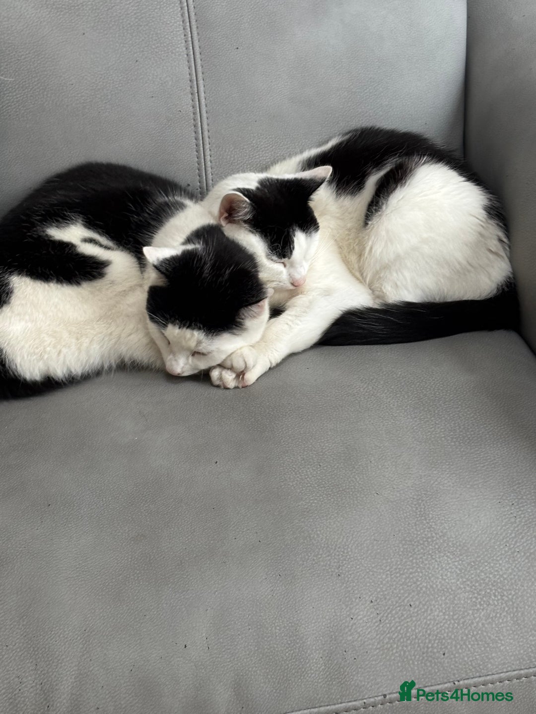 Mixed Breed cats for sale: 2 female cats - Image 4