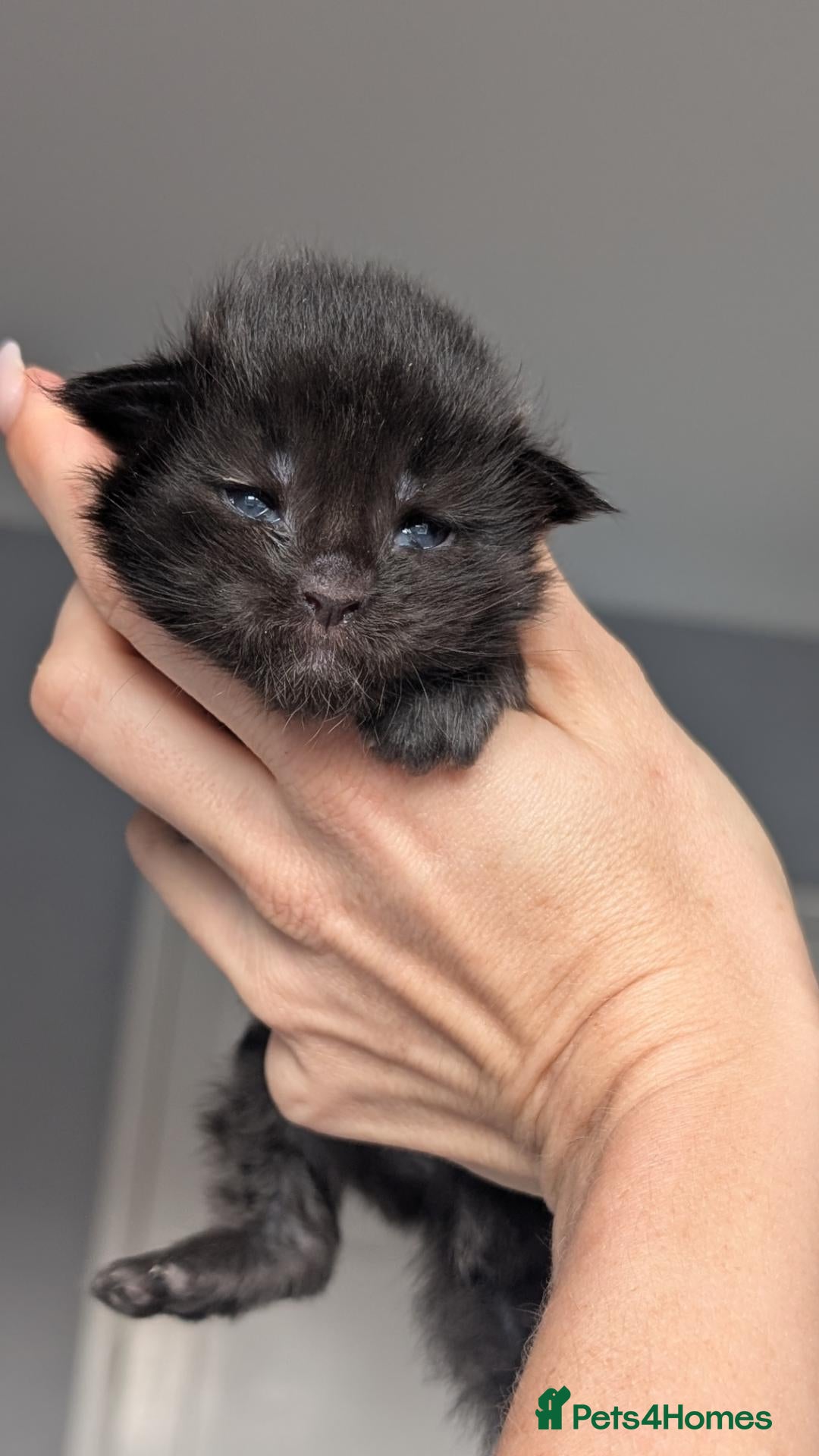 Maine Coon cats Black&Black Smoke Tica registered  - Advert 2