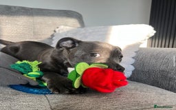Staffordshire Bull Terrier dogs for sale: Blue staff  - Image 3