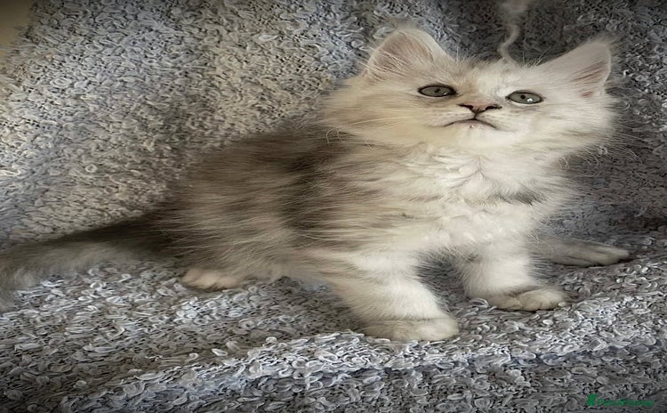 Maine Coon cats - Advert 4
