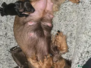 Dachshund dogs Standard wired hair puppies - Advert 2