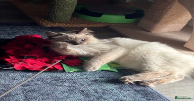 Ragdoll cats Beautiful Male Ragdoll Kitten With Care Package - Advert 7