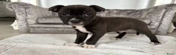 Staffordshire Bull Terrier dogs for sale: Last pups of the litter  - Advert 5