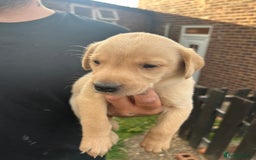 Labrador Retriever dogs for sale: Labrador puppies  - Image 12