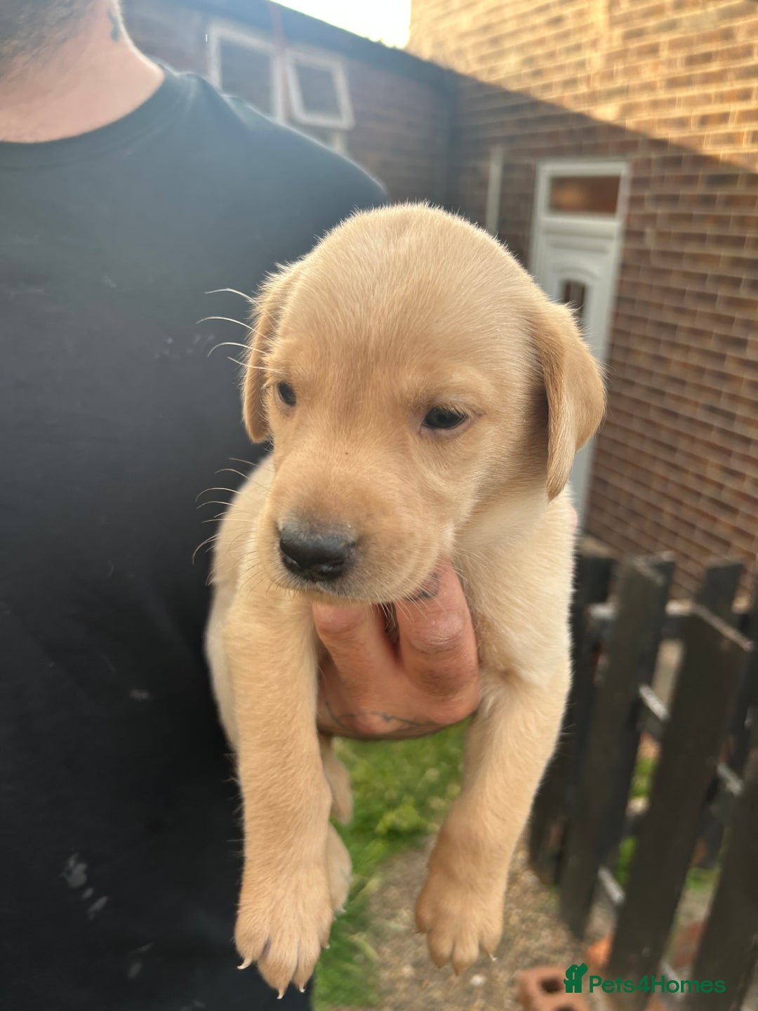 Labrador Retriever dogs for sale: Labrador puppies  - Image 12