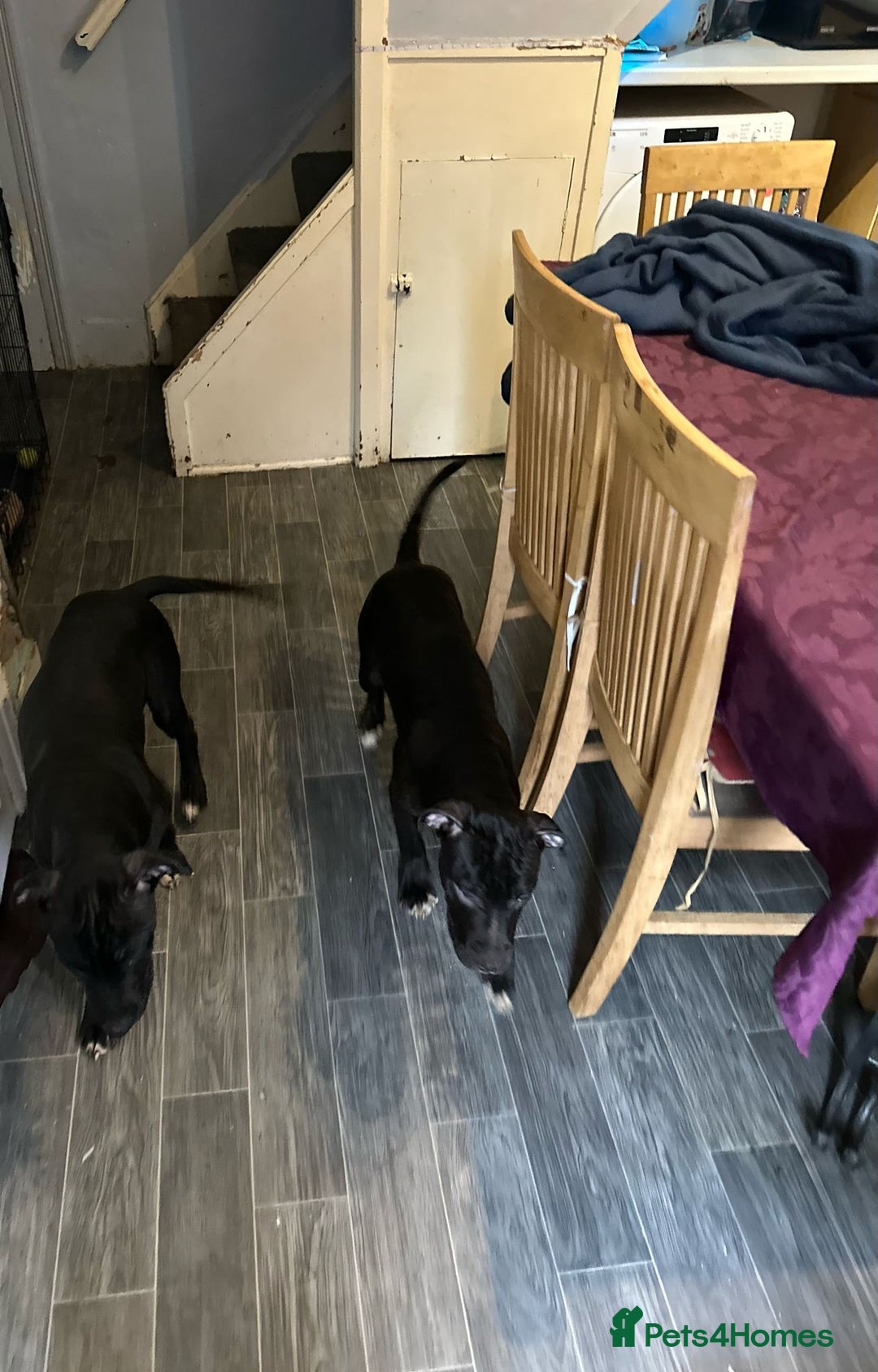 American Bull Staffy dogs for sale: american staffordshire for sale  - Image 10