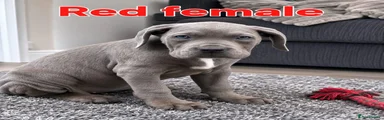 Red female 