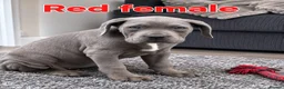 Cane Corso dogs for sale: Pure Cane corso need rehoming ready to leave now - Advert 12