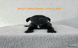 Staffordshire Bull Terrier dogs for sale: Kc reg black blue staffy puppies  - Image 17