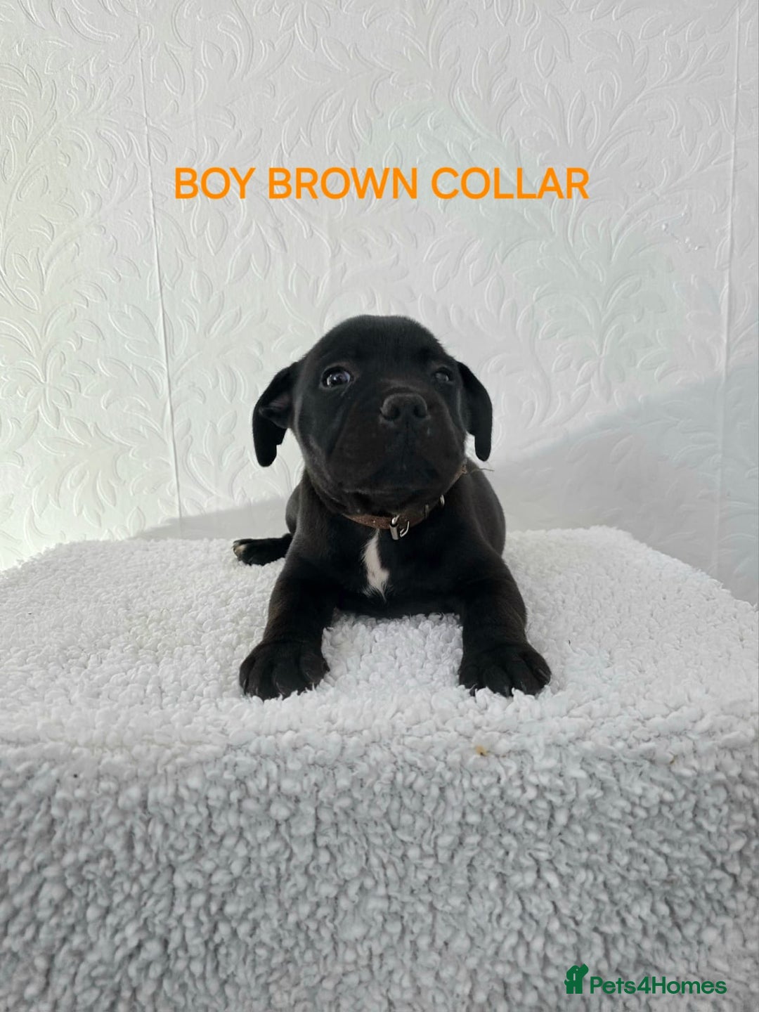 Staffordshire Bull Terrier dogs for sale: Kc reg black blue staffy puppies  - Image 17