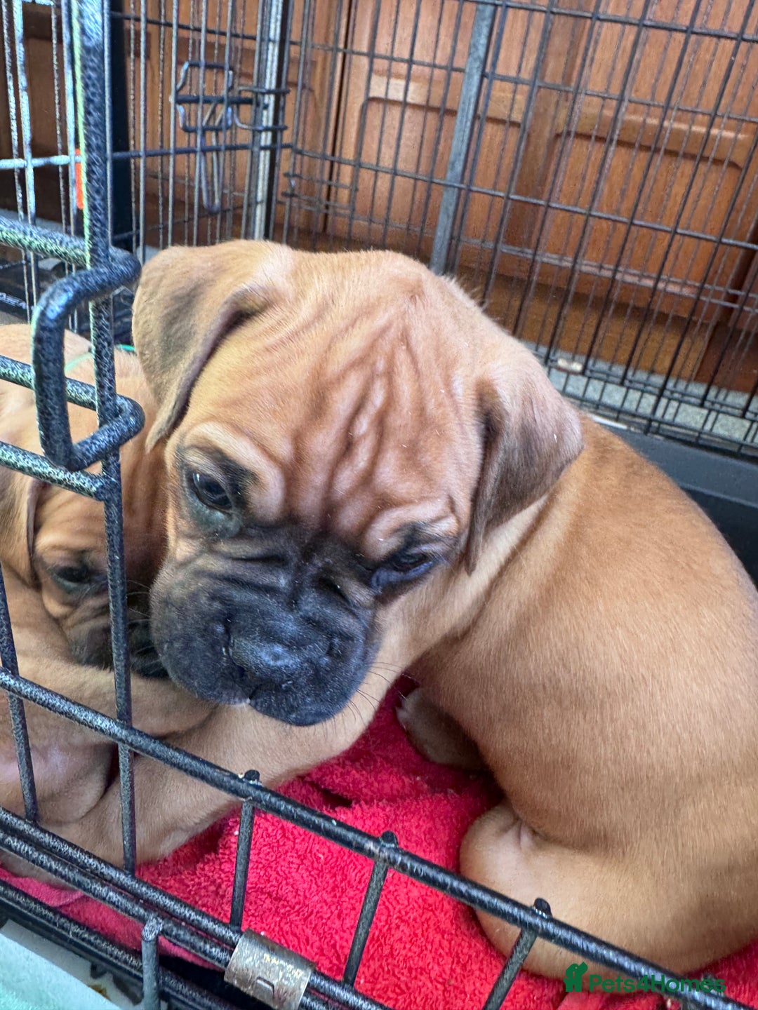 Boxer dogs for sale: 1 Female Boxer X Puppies-Ready Now - Image 26