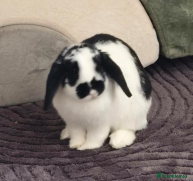 Mini Lop rabbits Neutered Male ready2 bond - Advert 14