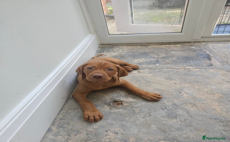 Hungarian Vizsla dogs - Advert 7