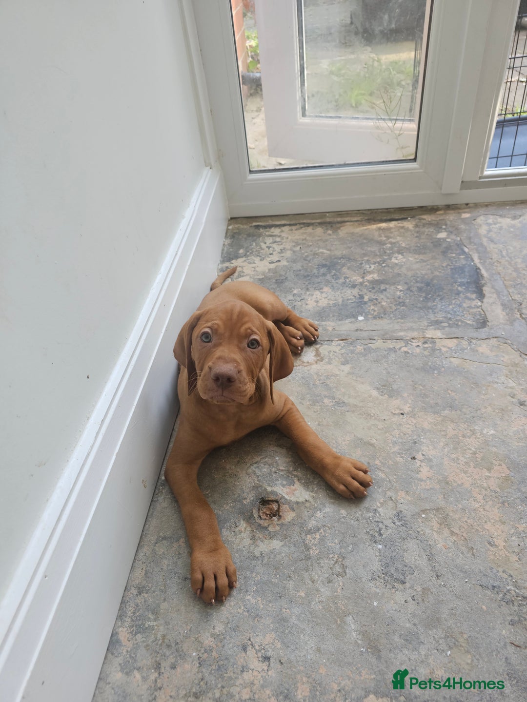Hungarian Vizsla dogs for sale: Hungarian Vizsla Pups - Image 1