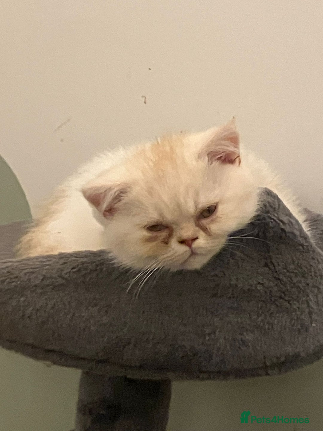 Exotic cats for sale: REDUCED Beautiful Exotic kittens  - Advert 12