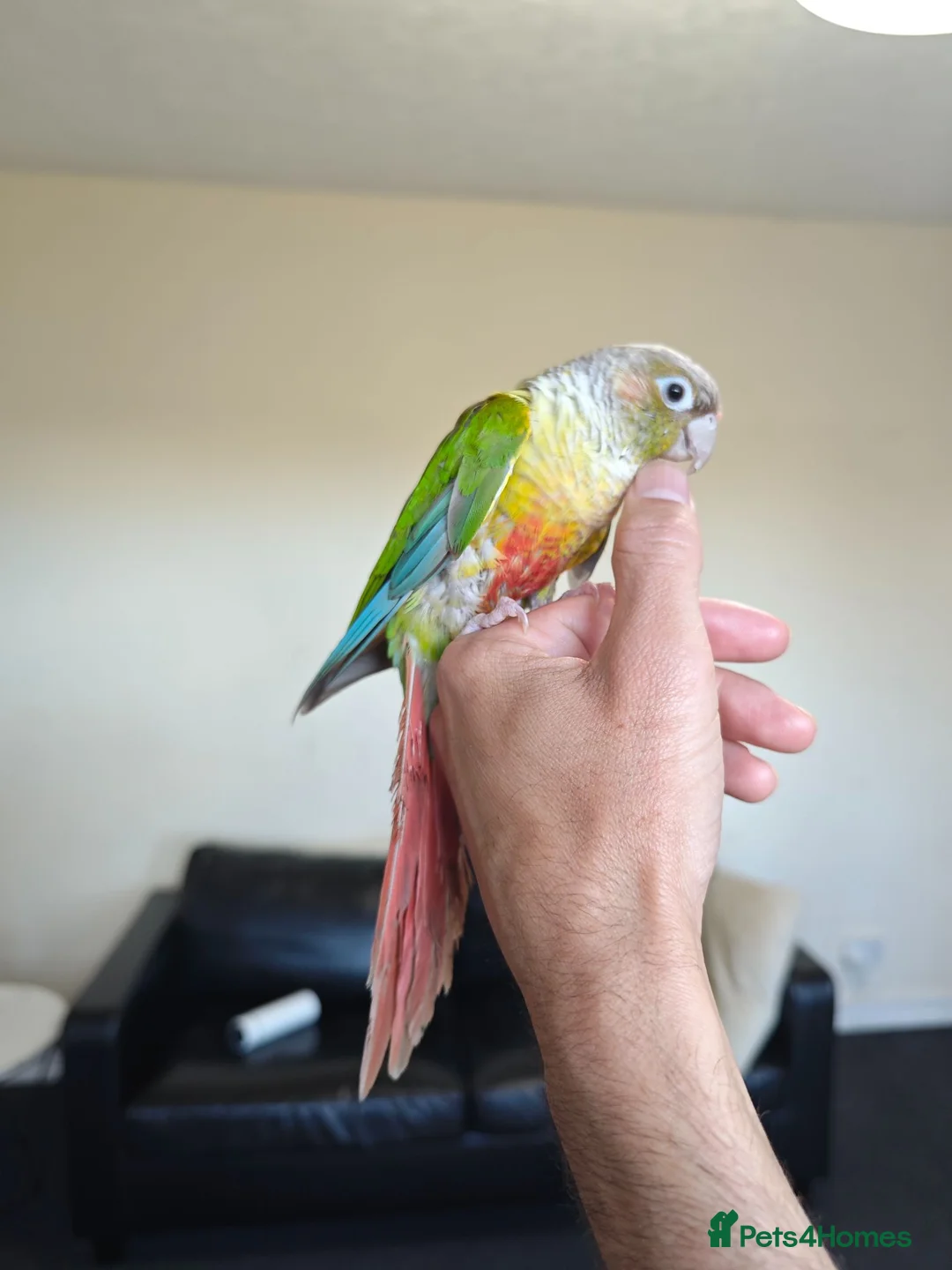 Conures birds for sale: female - Advert 2