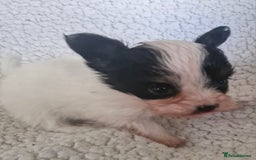 Papillon dogs for sale: KC Papillon. DNA health tested.  - Image 4
