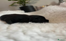 Patterdale Terrier dogs for sale: 6 Gorgeous Patterdale pups - Image 7