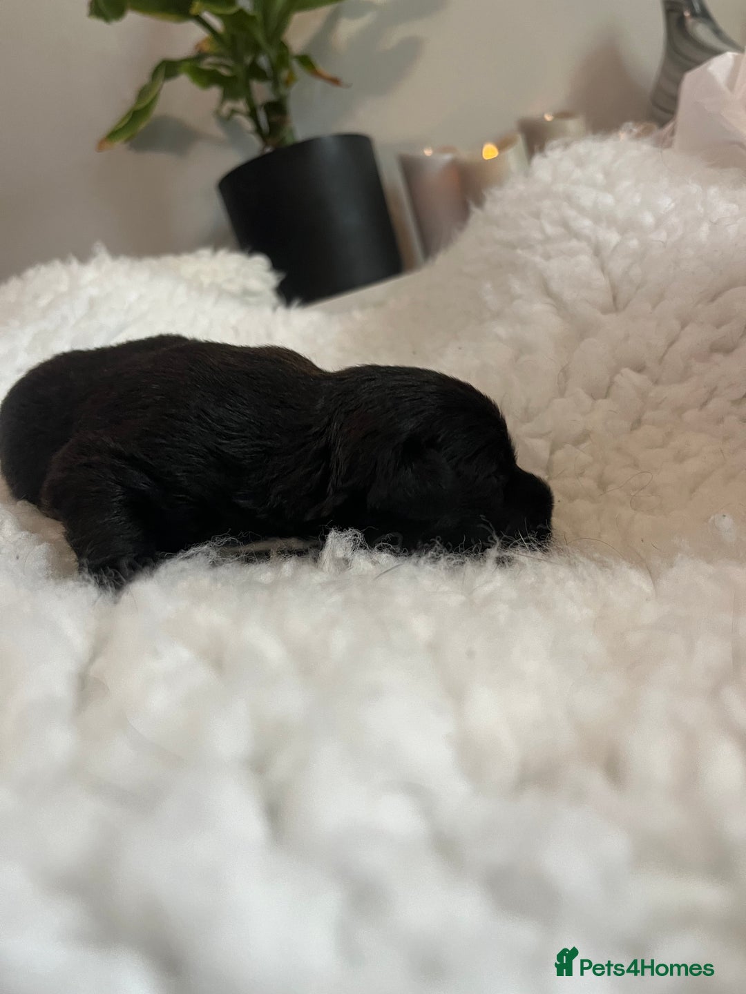 Patterdale Terrier dogs for sale: 6 Gorgeous Patterdale pups - Image 7