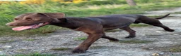 Mixed Breed dogs for sale: Patterdale x lurcher in Bracknell - Advert 4