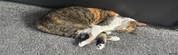 Mixed Breed cats for sale: Mia and Opie  - Advert 8