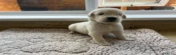 Golden Retriever dogs for sale: Health tested and KC-stunning golden retrievers  - Advert 12