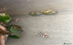 Frog reptiles for sale: White tree froglets  - Image 5