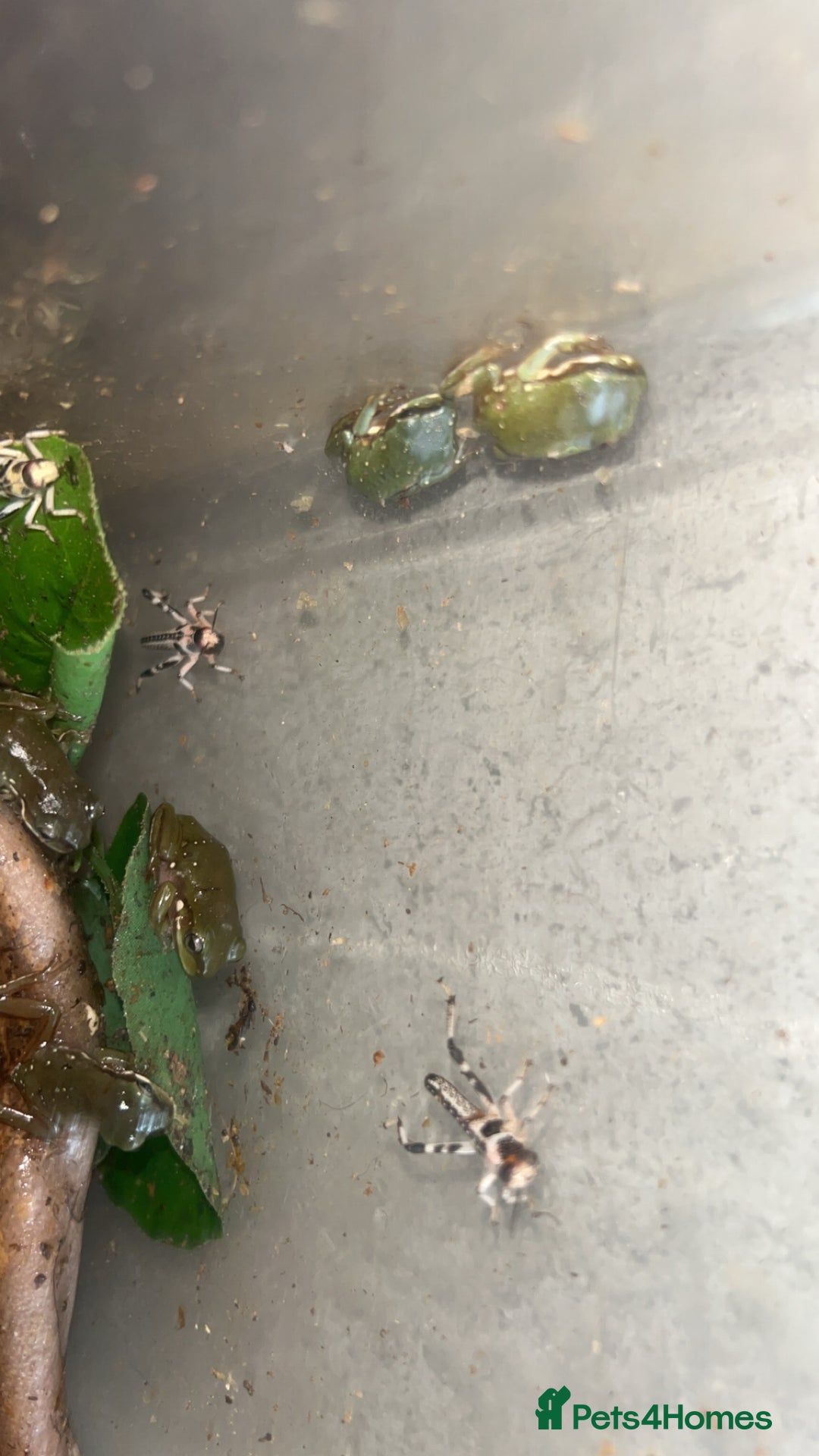 Frog reptiles for sale: White tree froglets  - Image 5