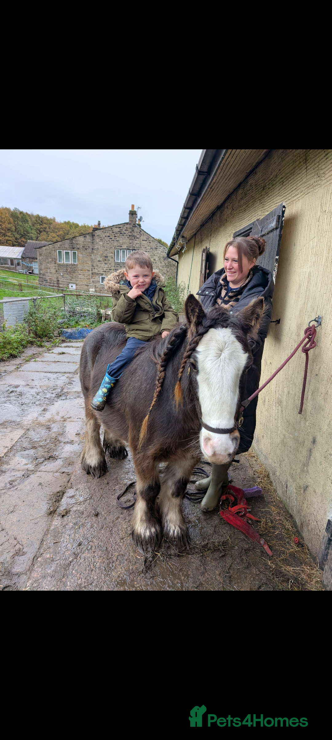 Irish Cob horses for sale: Knox 11.1 mini cob gelding  - Advert 4