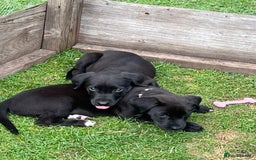 Mixed Breed dogs for sale: Labrador cross lurcher (lurcherdors) in Northallerton - Image 12
