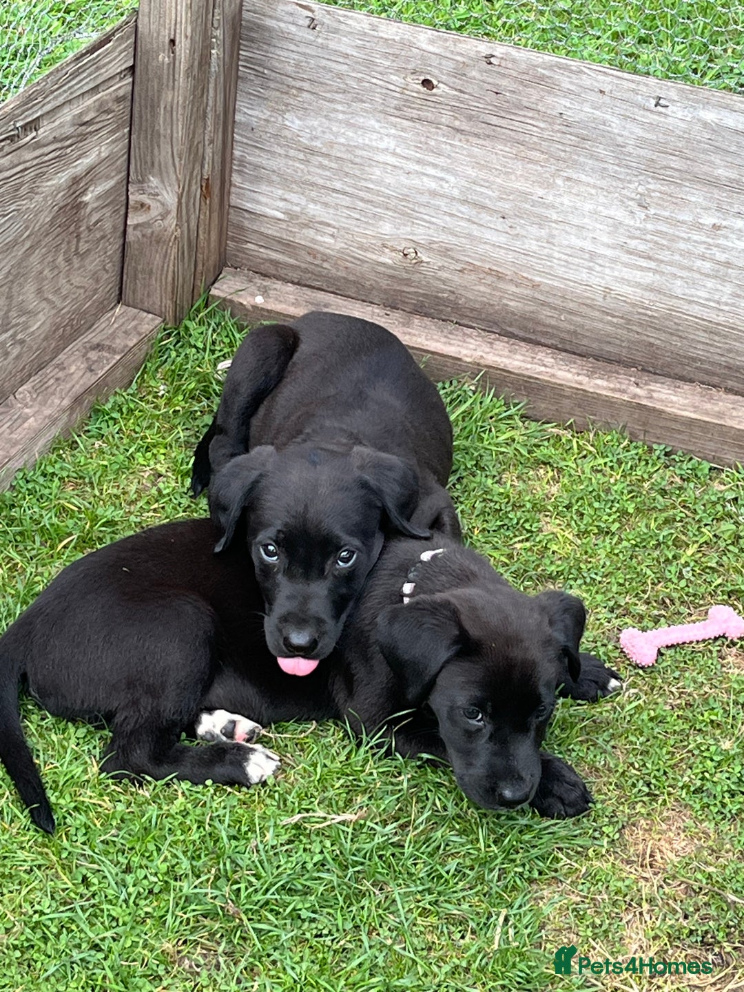 Mixed Breed dogs for sale: Labrador cross lurcher (lurcherdors) in Northallerton - Image 12