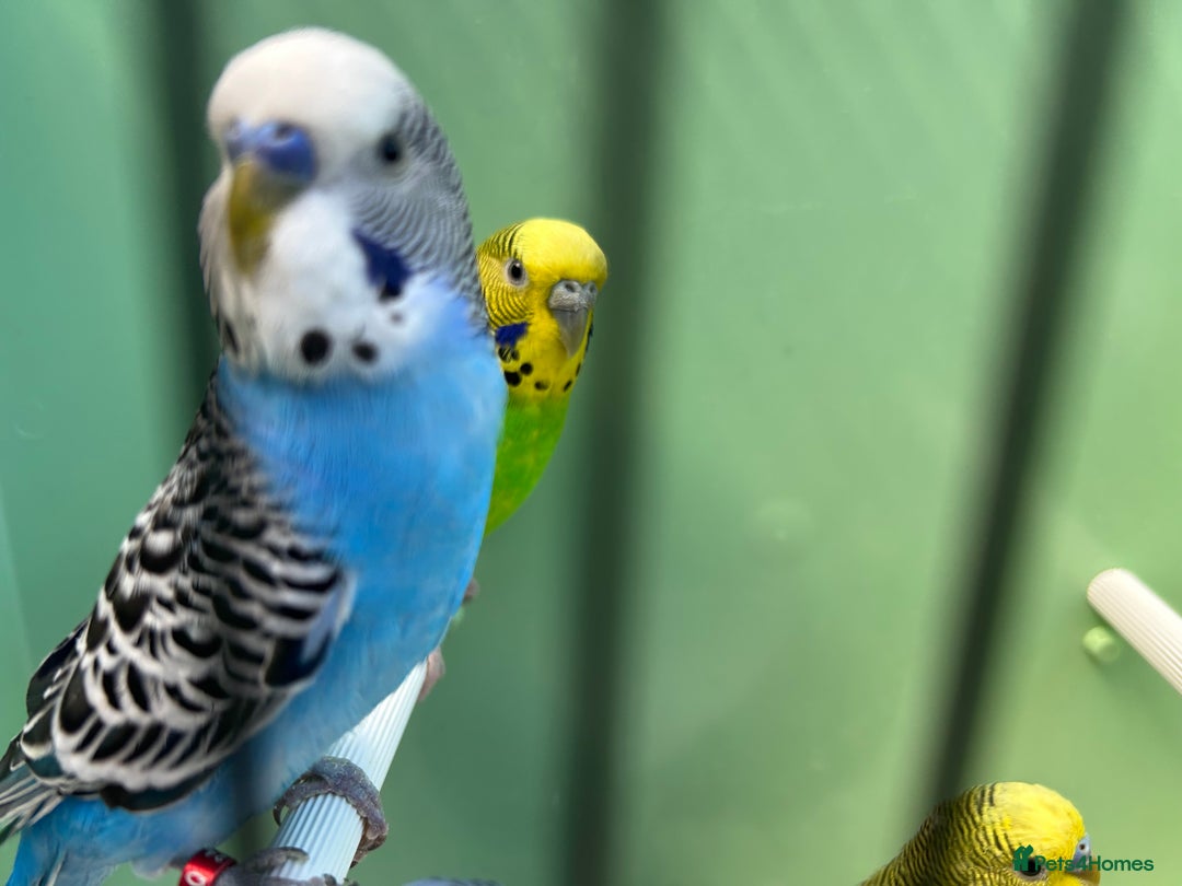 Budgerigars birds for sale: Budgies for sale, cages available, in good health - Advert 15