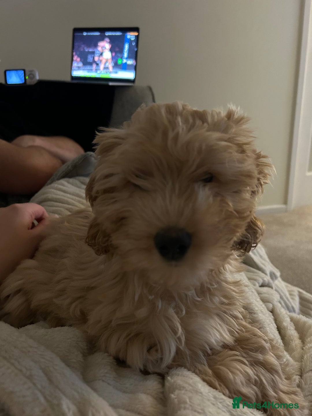 Cockapoo dogs for sale: 4 month old female Cockapoo  - Advert 10