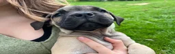 Boerboel dogs for sale: 2 gorgeous Boerboel girls ready now!! - Advert 8