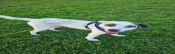Mixed Breed dogs for adoption: Flipper for adoption in London - Advert 7