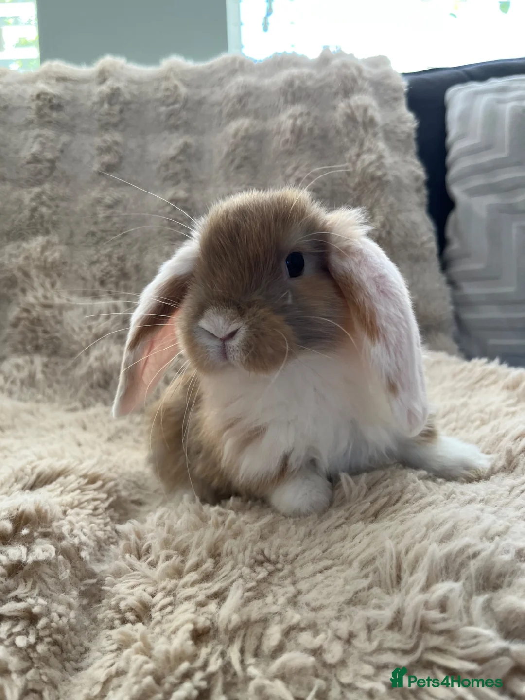 Mini Lop rabbits for sale: Mini Lops Ready to Leave  - Advert 1