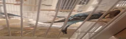 Budgerigars birds for sale: 4 Breeding pair of budgies and chicks in London - Advert 17
