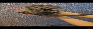 Maine Coon 5